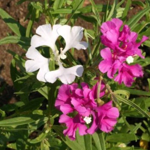 Deerhorn Clarkia or Pink Fairies Flower, Northwest Native, Clarkia pulchella