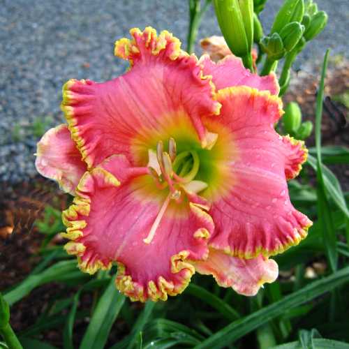 Daylily 'Diva's Choice' (Hemerocallis)