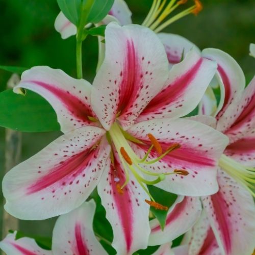 'Dizzy' Oriental Lily (Oriental Lilium, Lily Div VII)