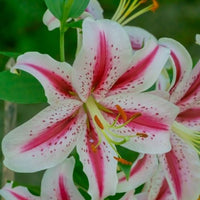 Thumbnail for 'Dizzy' Oriental Lily (Oriental Lilium, Lily Div VII)