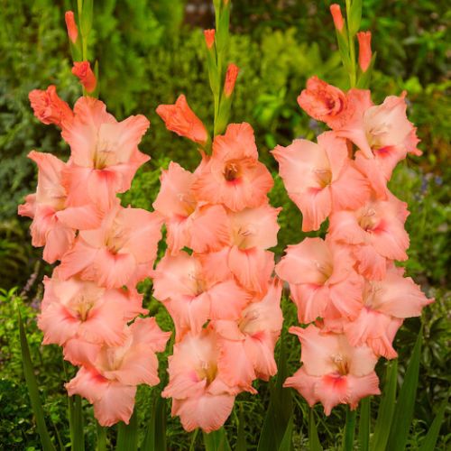 'Donatella' Large Flowering Gladiolus, Peach Glads