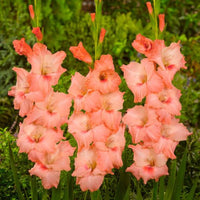 Thumbnail for 'Donatella' Large Flowering Gladiolus, Peach Glads