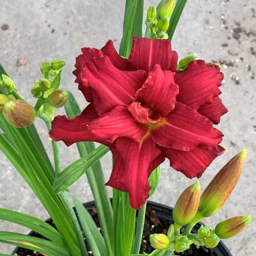 Daylily 'Double Pardon Me' (Hemerocallis)