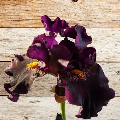 Bearded Iris 'Dracula’s Kiss'