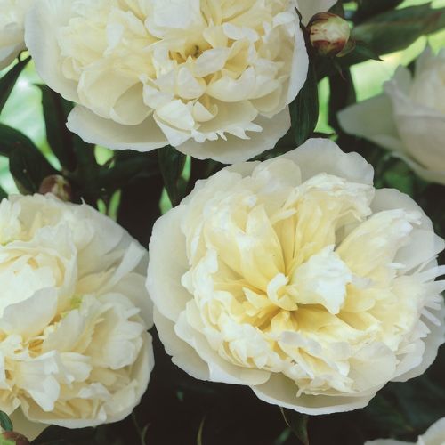 Duchesse de Nemours - Peony, 1856 introduction, France, lactiflora