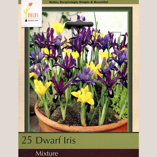 Dwarf Iris Mixture