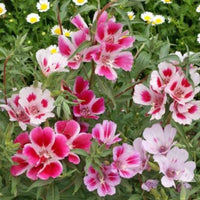 Thumbnail for Dwarf Godetia, Farewell-to-Spring, Northwest Native, Clarkia ameona