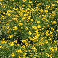 Thumbnail for Dwarf Helenium, Prairie Native, U.S. Native (Helenium amarum), aster family