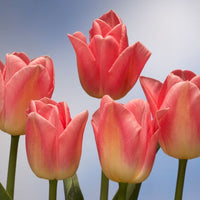 Thumbnail for Dynasty Triumph Tulip (Mid to Late Triumph Tulip)