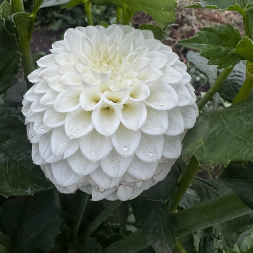 'Jan Rye Croft' Dahlia (Ball)