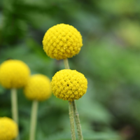 Thumbnail for Drumstick, Craspedia Flower