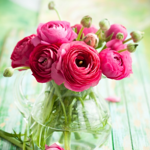 Ranunculus Rose (Ranunculus Aviv)