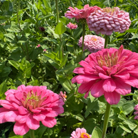 Thumbnail for Benary's Giant Bright Pink Zinnia Flower