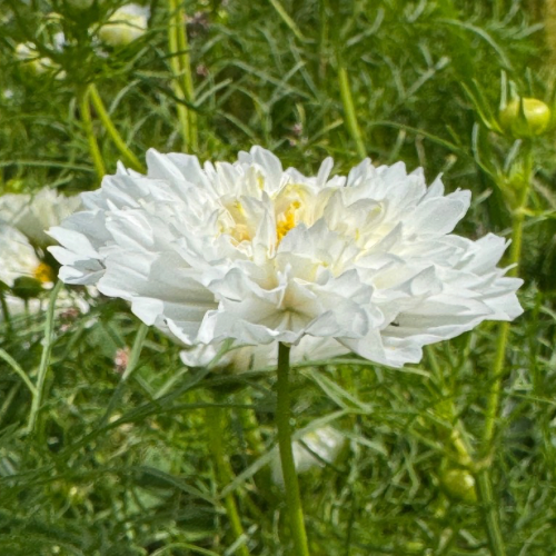 Double Click Snow Puff Cosmos (Double White Designer Cosmo)