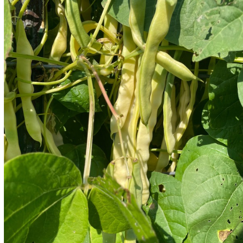 Connecticut Wonder Bean, 1919 Heirloom, Organic