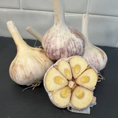 Krasnodar Red by the pound- Organic Garlic Seed and Culinary Garlic