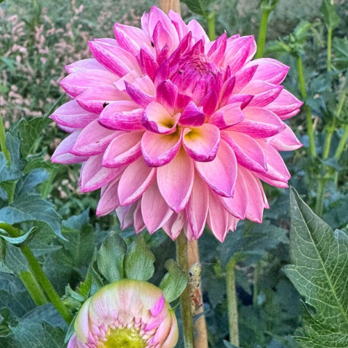 Valley Porcupine Dahlia (Novelty - Form, Fully Double)