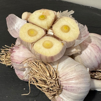 Thumbnail for Russian Giant by the pound- Organic Garlic Seed and Culinary Garlic
