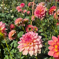 Thumbnail for 'Jabberbox' Dahlia (Decorative or Semi-Dinnerplate)