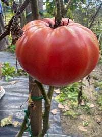 Thumbnail for Free Gift When Ordering $25, Tell us or Let us Choose - Dahlia Luminoso, 10 German Pink Heirloom Tomato Seeds, OR Spotted Joe Pye Native Flower