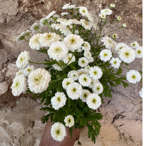 White Wonder Double Feverfew Herb, Ancient Heirloom