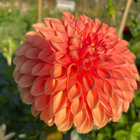 Thumbnail for 'Gingeroo' Dahlia (Formal Decorative)