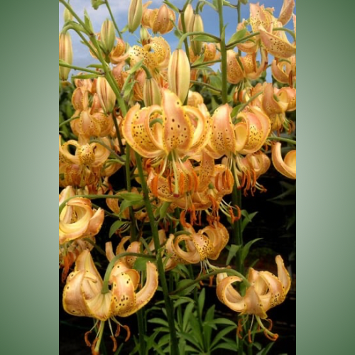 Peppered Gold Martagon Lily (Lililum Martagon, Lily Div II)
