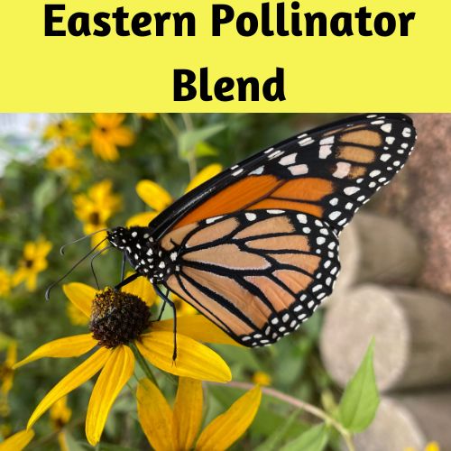 Eastern Pollinator Seed Mixture, Natives and Wildflowers