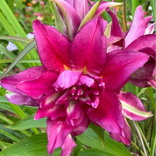 Roselily 'Editha' (Double Oriental Lily)