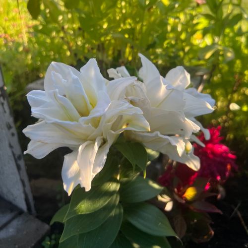 Roselily 'Sita' (Double Oriental Lily, Lilium)