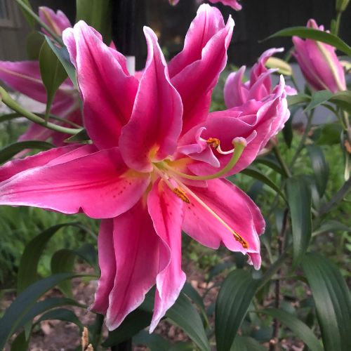 Roselily 'Elena' (Double Oriental Lily, Lilium,Lily Div 7)