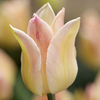 Thumbnail for Lily Tulips 'Elegant Lady' Tulip Bulbs (Lily Tulips)