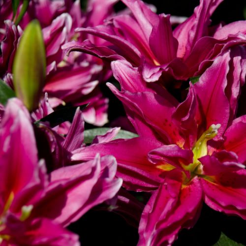 Roselily 'Elena' (Double Oriental Lily, Lilium)