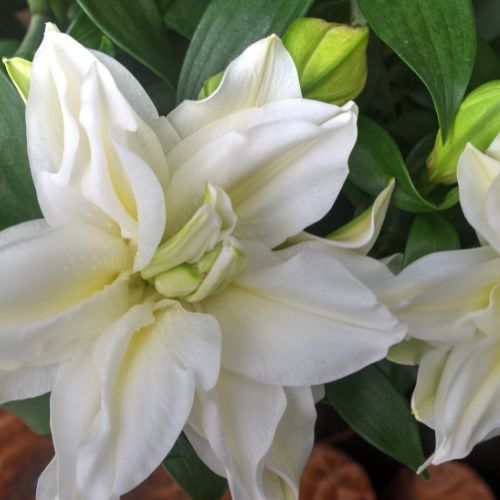 Roselily 'Eleanora' or 'Eleonora' (Double Oriental Lily, Lilium)