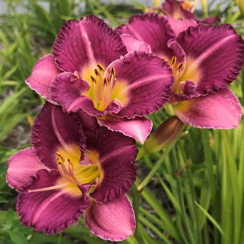 Daylily 'Entrapment' (Hemerocallis)