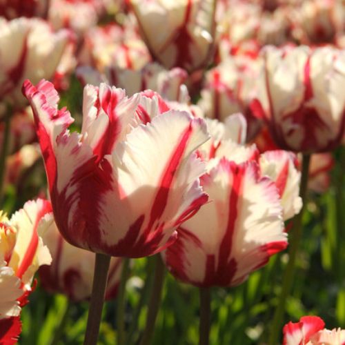 Parrot Tulip 'Estella Rijnveldt' Tulip Bulbs (Parrot Tulips)