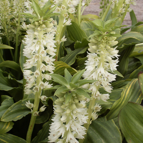 Pineapple Lily, Eucomis - Autumnalis (2 bulbs)