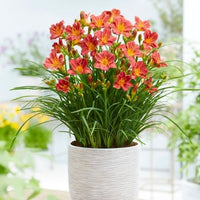 Thumbnail for Daylily 'Everydaylily Red' (Hemerocallis) by Firefly Farm & Mercantile
