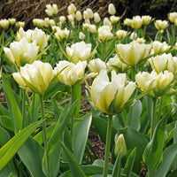 Thumbnail for Exotic Emperor Tulip Bulbs