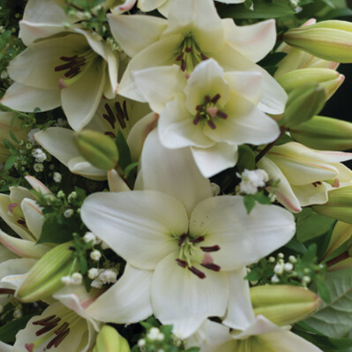 'Eyeliner' Lily (LA Hybrid Lily - Longiflorum Asiaticum lily)