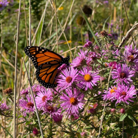 Thumbnail for New England Aster - Prairie Native