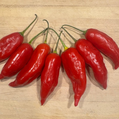 Aji Rico Pepper, Short Season Sweet Heat Pepper