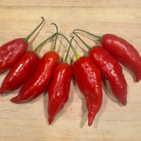 Thumbnail for Aji Rico Pepper, Short Season Sweet Heat Pepper
