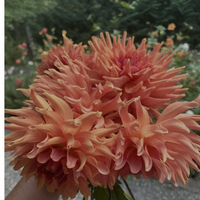 Thumbnail for 'Terra Cotta' Dahlia (Semi-Cactus)