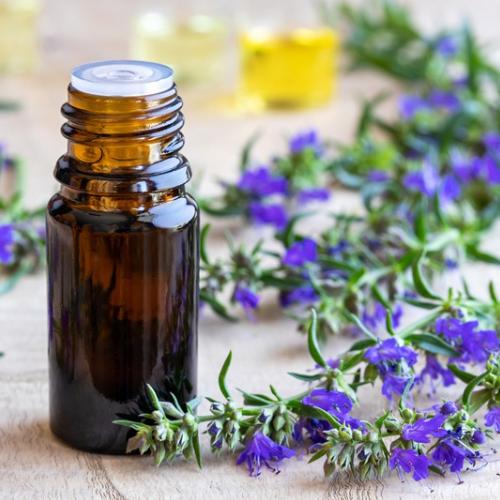 Hyssop Flower, 1,300 years old heirloom