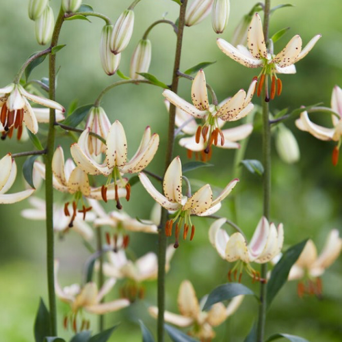 Albi Morning Martagon Lily (Lililum Martagon, Lily Div II)