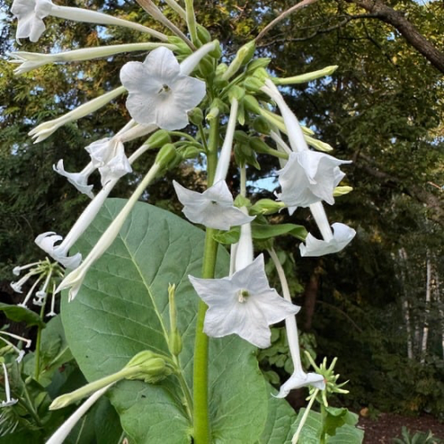 Night Scented Tobacco Nicotiana Flower or Woodland Tobacco