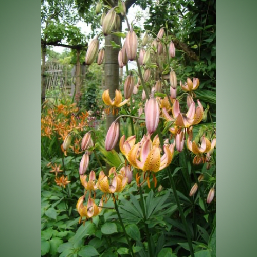 Terrace City Martagon Lily (Lililum Martagon, Lily Div II)