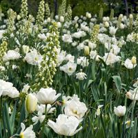 Thumbnail for White Tulip Blend - Mixed Mid to Late Blooming Tulip (Mid to Late)