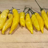 Thumbnail for Aji Limon Pepper, Heirloom